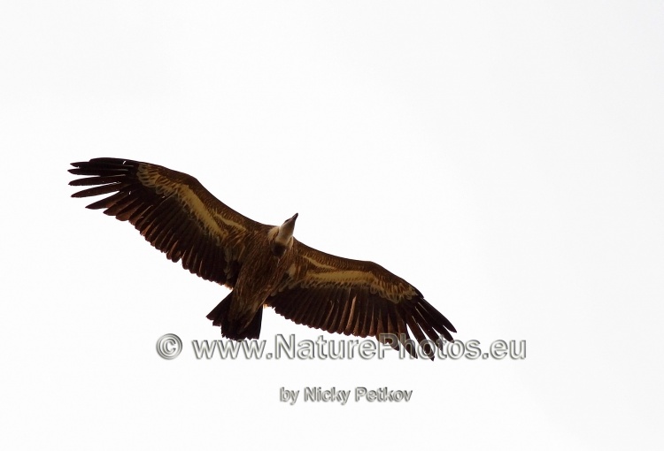 WildLife Photos of Birds, Birds of Prey, Eurasian Griffon Vulture, Gyps fulvus